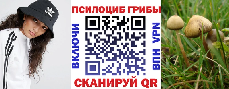 блэк спрут рабочий сайт Сланцы Галлюциногенные грибы мицелий